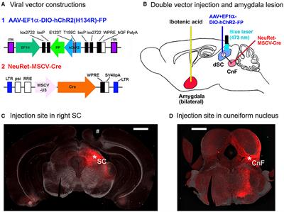 Amygdala Underlies the Environment Dependency of Defense Responses Induced via Superior Colliculus